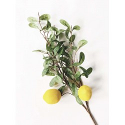 Sitrongress 69 cm